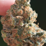 rainmaker-strain-review