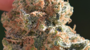 rainmaker-strain-review