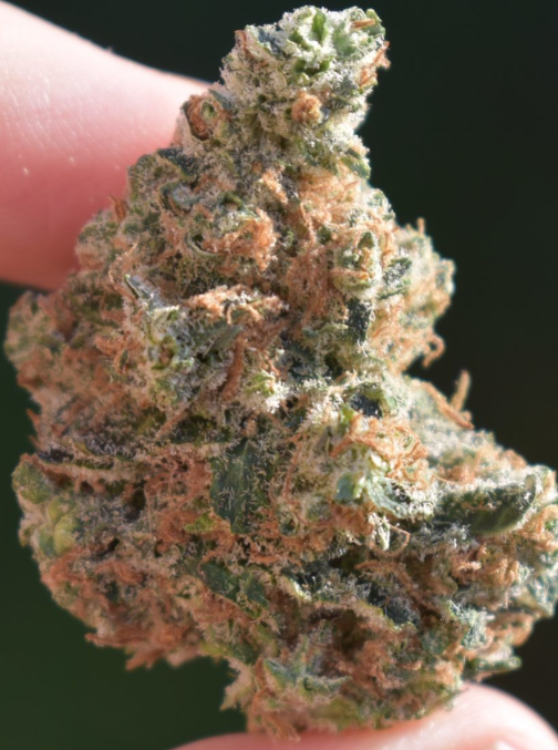 rainmaker-strain-review