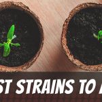 best-strains-to-mix