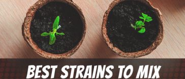 best-strains-to-mix