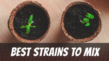 best-strains-to-mix