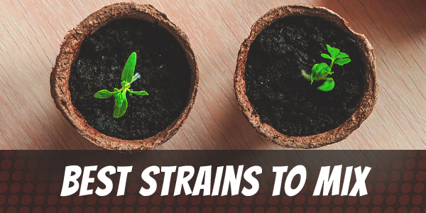 best-strains-to-mix