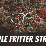 apple-fritter-strain