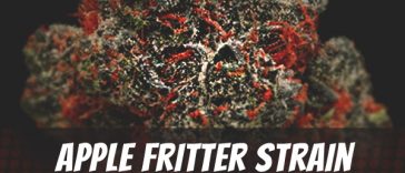 apple-fritter-strain
