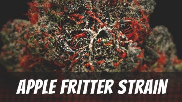 apple-fritter-strain
