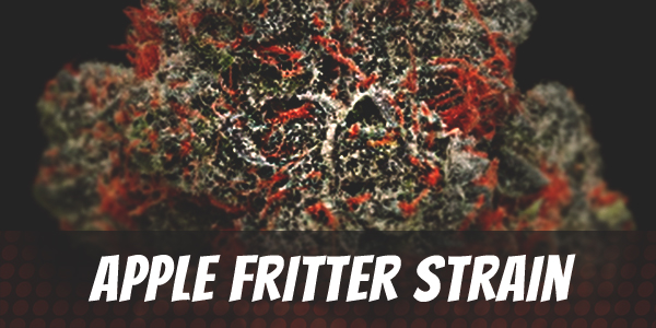 apple-fritter-strain