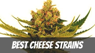 best-cheese-strains