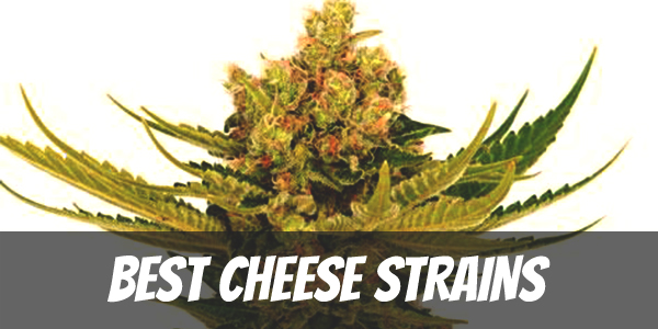 best-cheese-strains