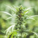 3-ways-to-use-your-weed-stems