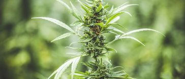 3-ways-to-use-your-weed-stems