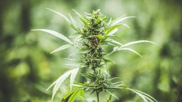 3-ways-to-use-your-weed-stems