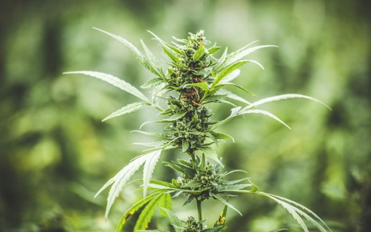 3-ways-to-use-your-weed-stems