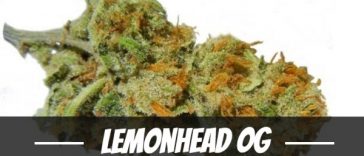 lemonhead-og-strain-review