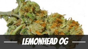 lemonhead-og-strain-review