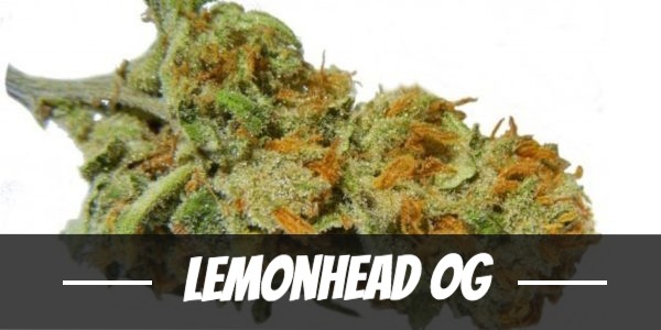 lemonhead-og-strain-review