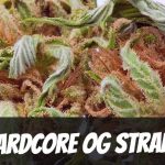 hardcore-og-strain-review