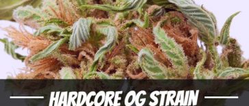 hardcore-og-strain-review