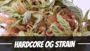 hardcore-og-strain-review