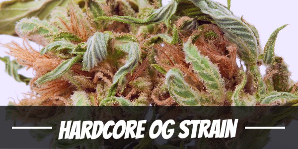 hardcore-og-strain-review