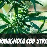 carmagnola-cbd-strain-review