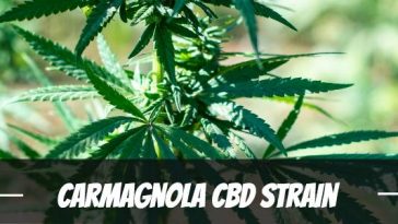 carmagnola-cbd-strain-review