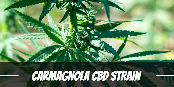 carmagnola-cbd-strain-review