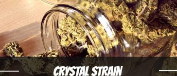 crystal-strain-review