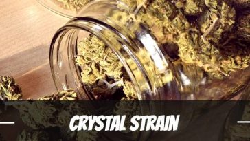 crystal-strain-review