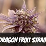 dragon-fruit-strain