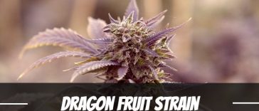 dragon-fruit-strain
