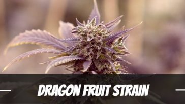 dragon-fruit-strain