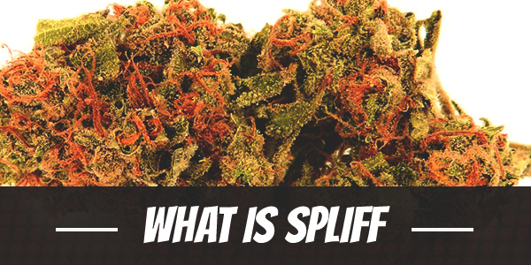 what-is-spliff