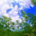 growing tips