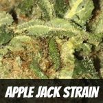 apple-jack-strain