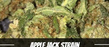 apple-jack-strain