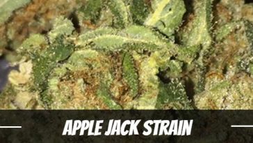 apple-jack-strain