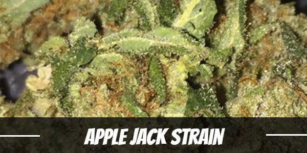 apple-jack-strain