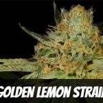 golden-lemon-strain