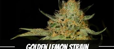 golden-lemon-strain