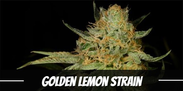 golden-lemon-strain