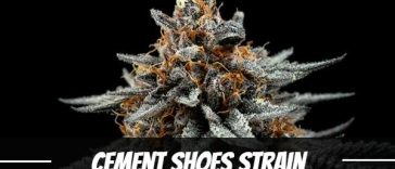 cement-shoes-strain