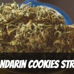 mandarin-cookies-strain