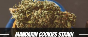 mandarin-cookies-strain