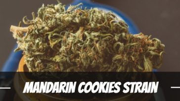 mandarin-cookies-strain