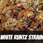 white-runtz-strain