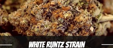 white-runtz-strain