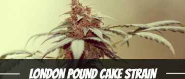 london-pound-cake-strain