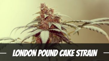 london-pound-cake-strain