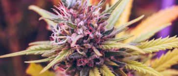 cannabis strain headband